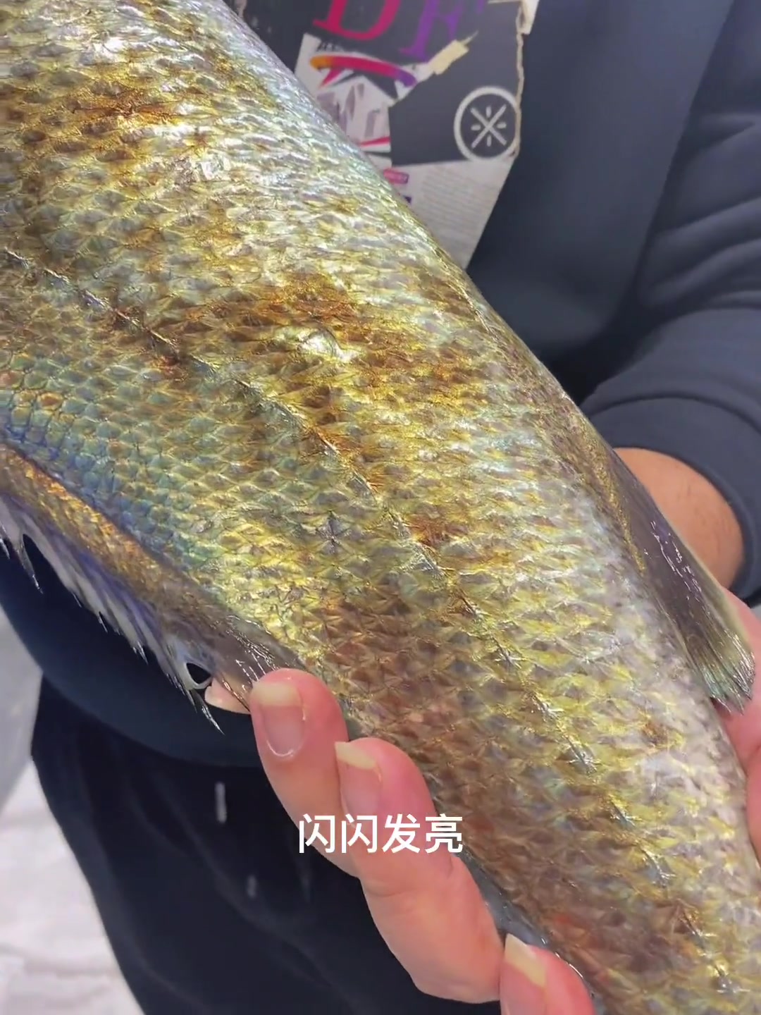 东海海钓起来，5小时的野生大米鱼，是什么状态！
