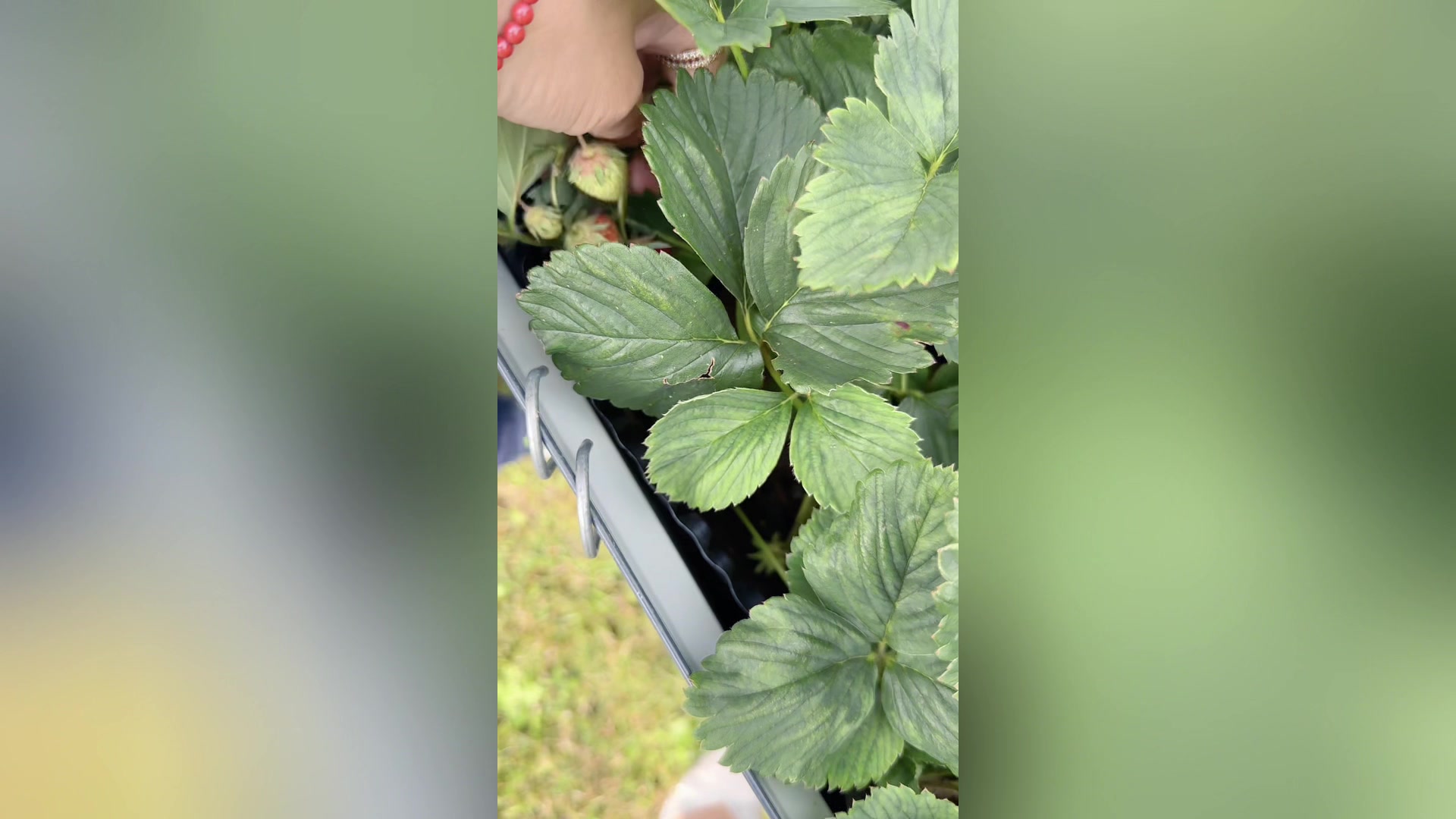 混血宝贝穿小礼服陪德国奶奶参加成人礼,最后却把大家萌化了