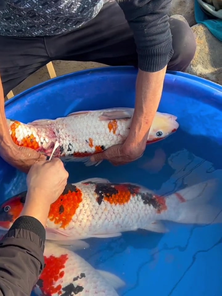 冬天锦鲤烂身，就是这三种情况引起的。第3种可能会团灭一定要处理