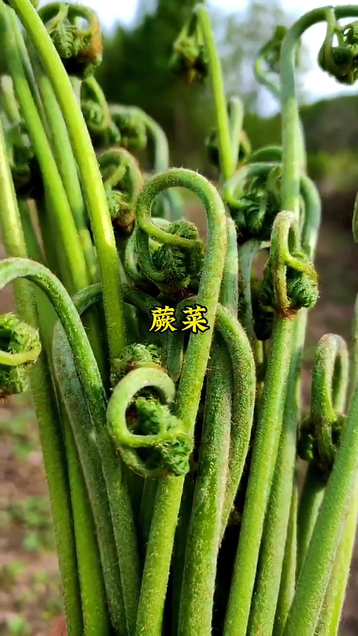 带你认识23种吉林白山的山野菜！你还知道有哪些？评论区告诉我！