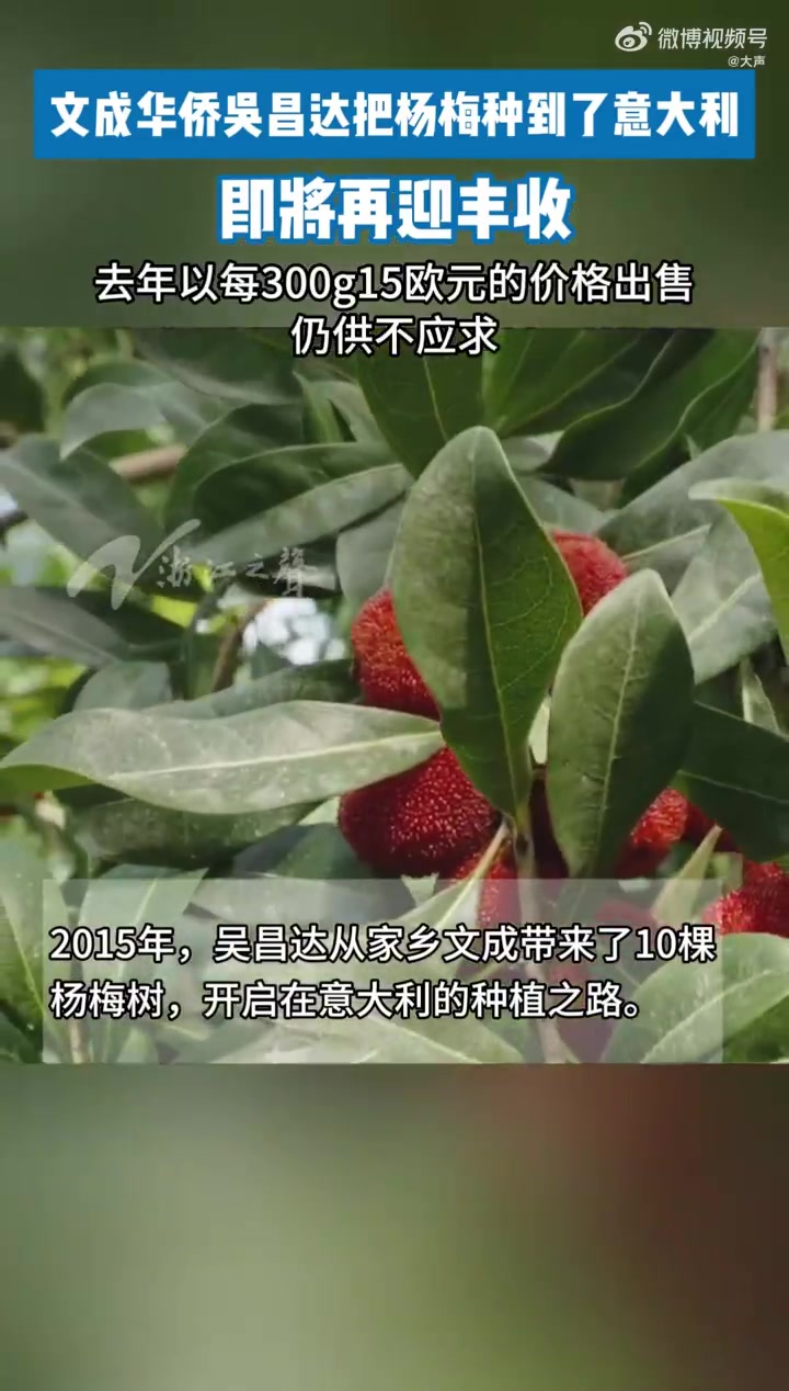 近日,温州文成籍华侨吴昌达在意大利种下的杨梅树即将迎来丰收。据悉,这批杨梅树在2024年迎