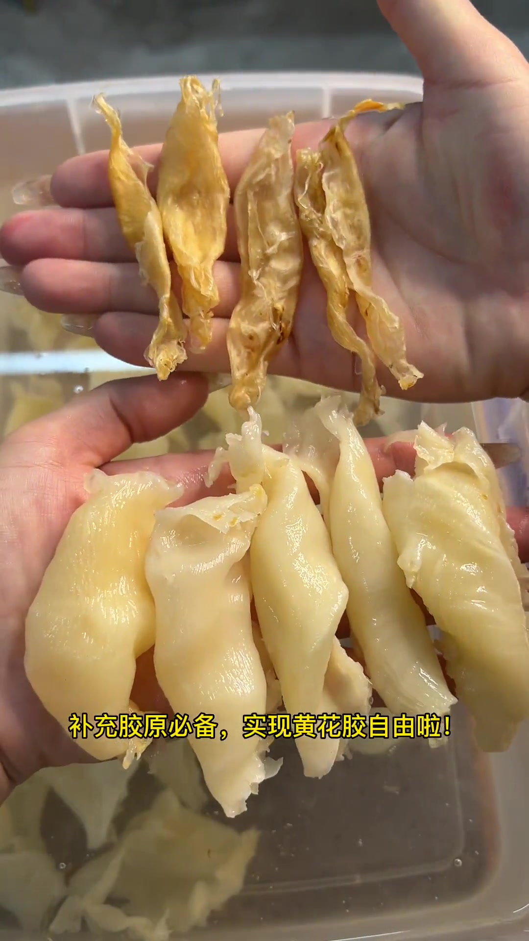 黄花条泡发超漂亮,口感好腥味低,适合各种烹饪