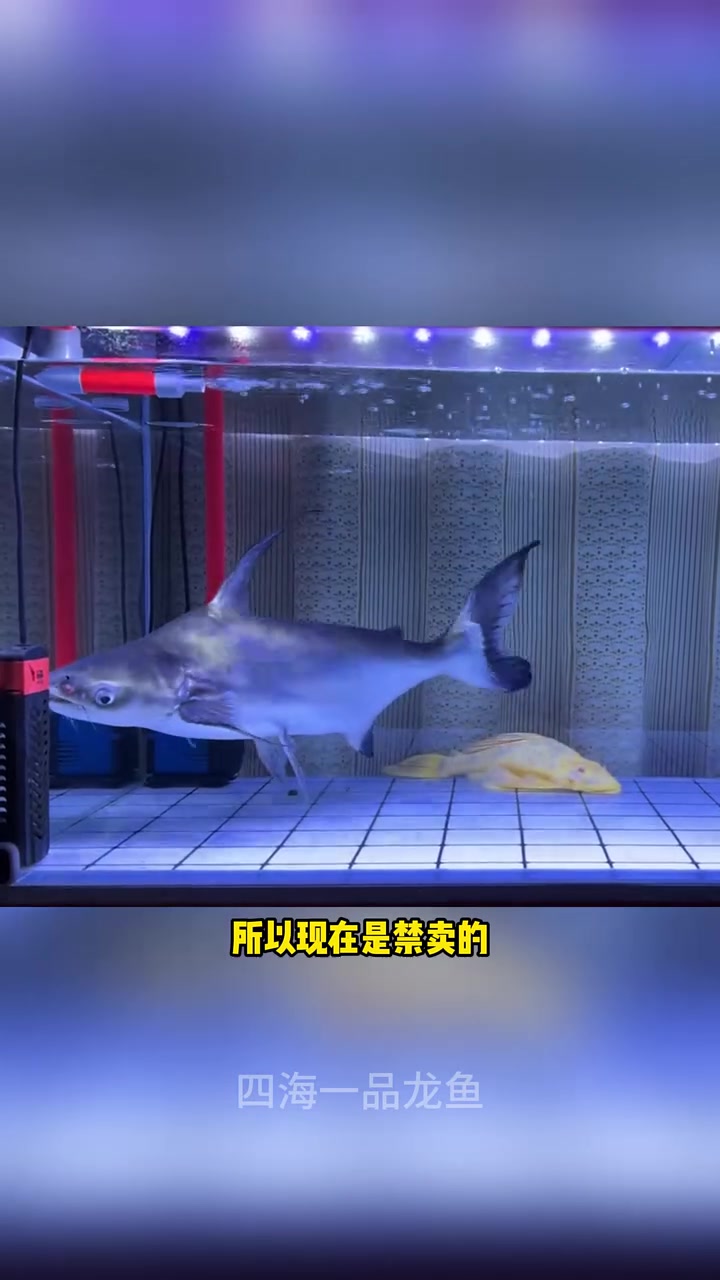 两位数可以买到的十大猛鱼 水族 养鱼我是认真的 观赏鱼