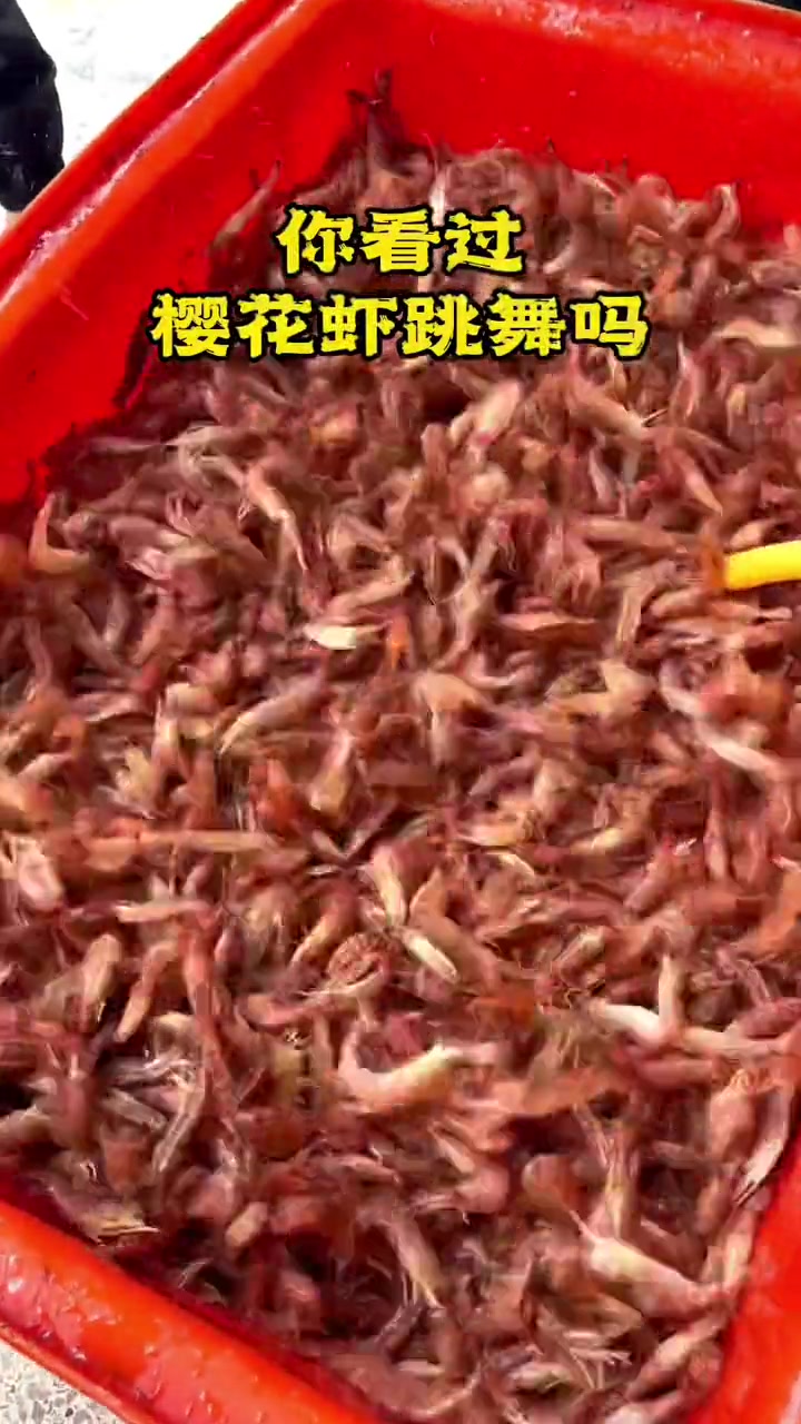 每天一千斤会跳舞的樱花虾上岸。白灼、椒盐，看电视时像嗑瓜子一样当零食吃，我能吃三斤！