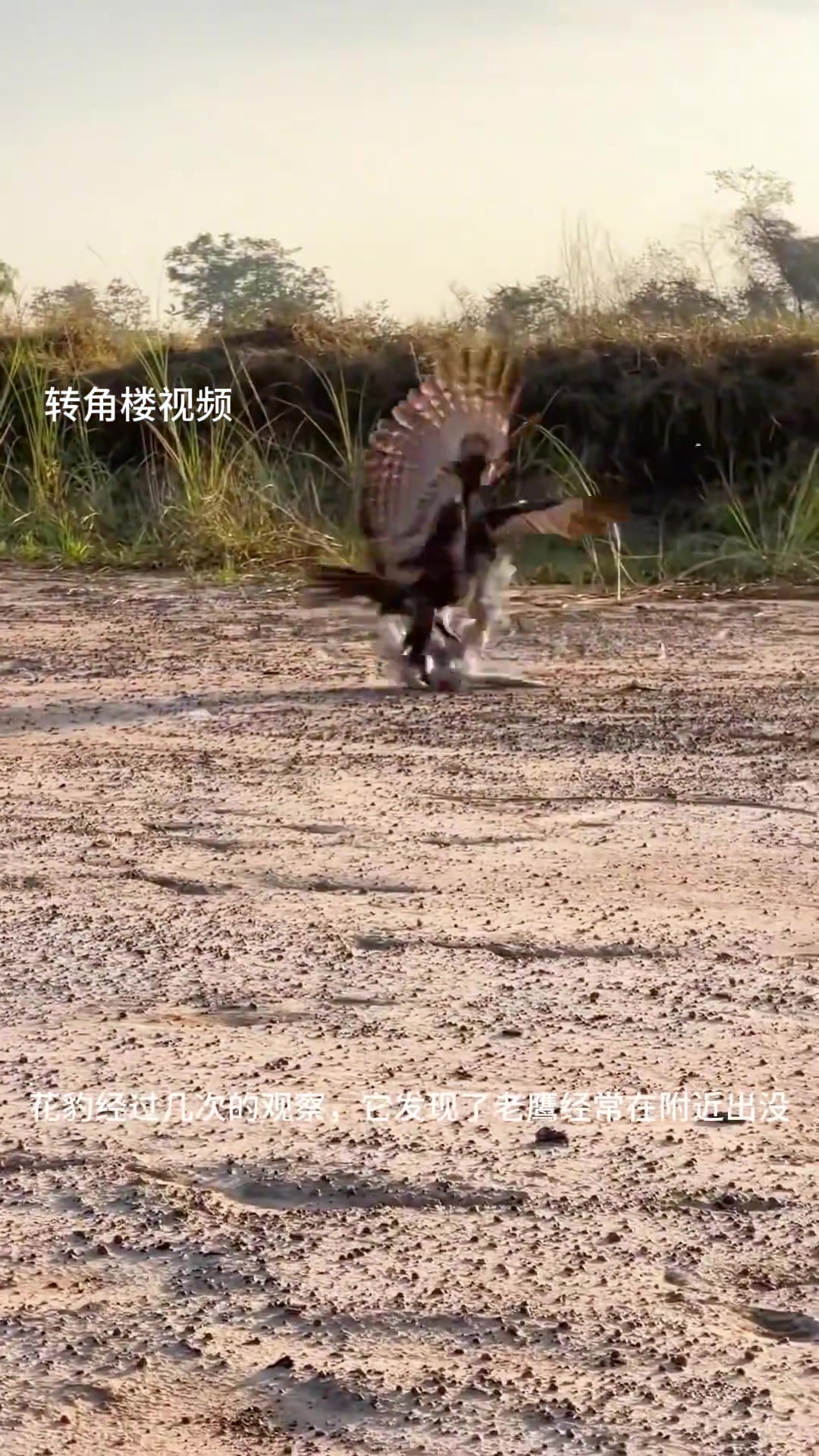 老鹰抓小鸡，动物世界的奇妙瞬间