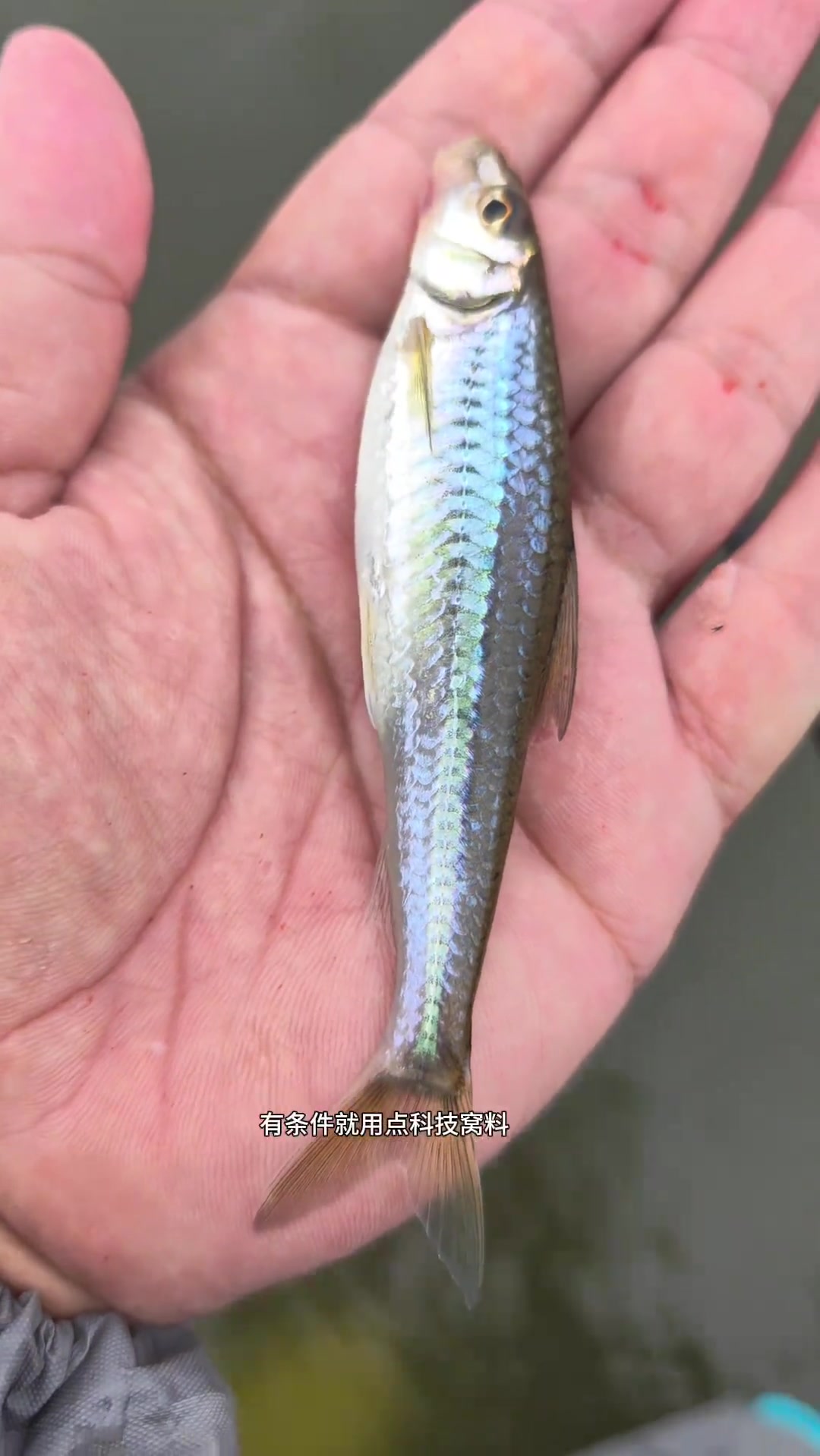 银鮈鱼全年开口，季节不同钓法各异，掌握技巧收获多