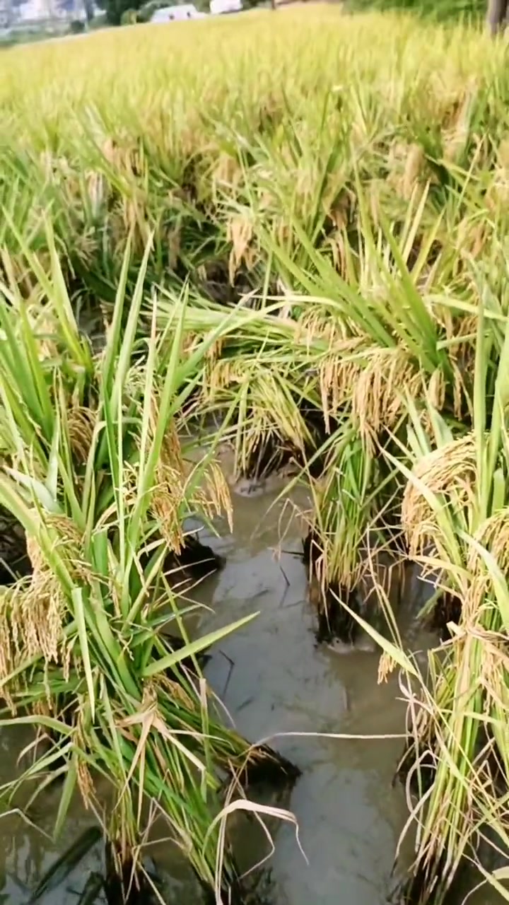 家乡鱼米之乡！杨梅之乡！茯苓之乡！山核桃之乡！灵芝之乡！又是吃稻花鱼的季节，不嫌弃王哥来做