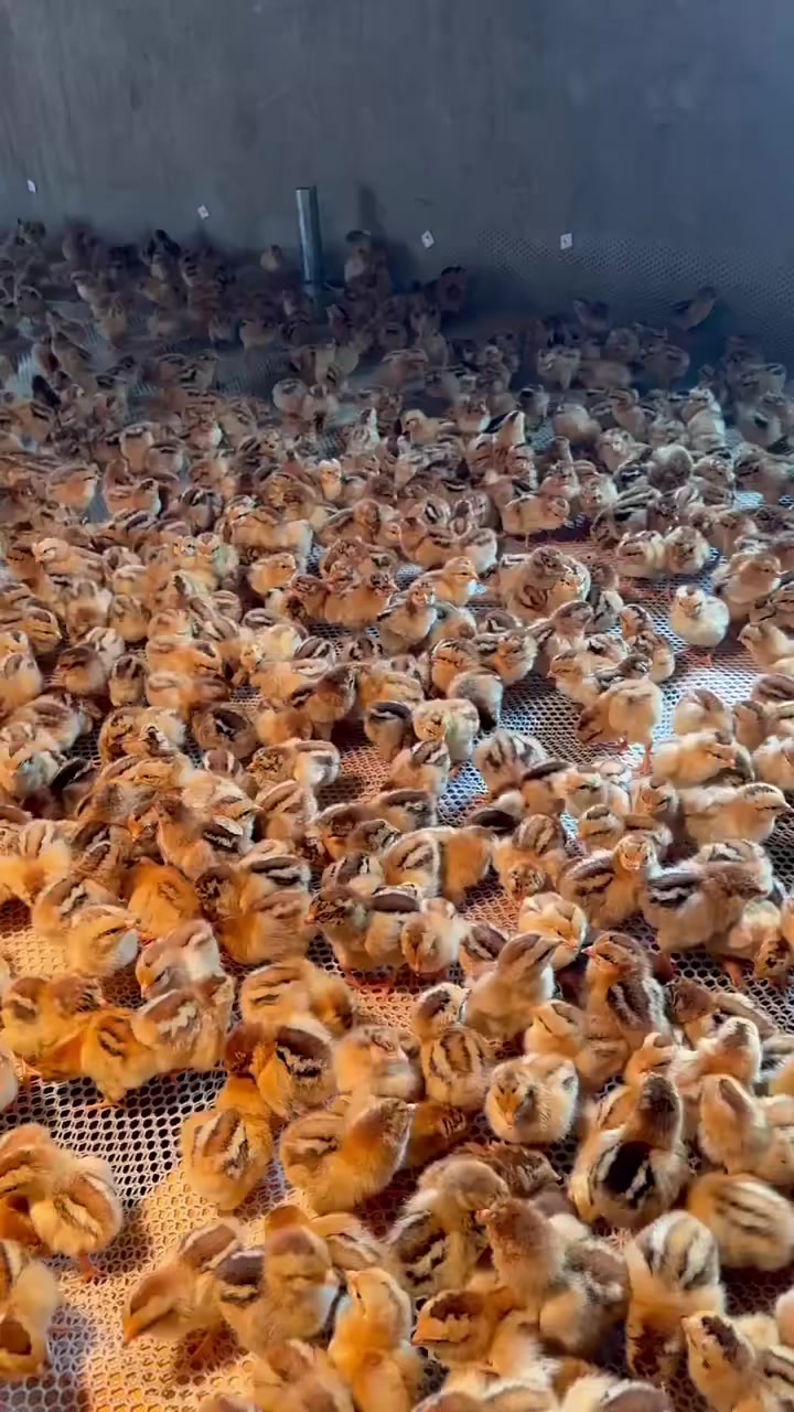 送到客户家的良凤花鸡苗