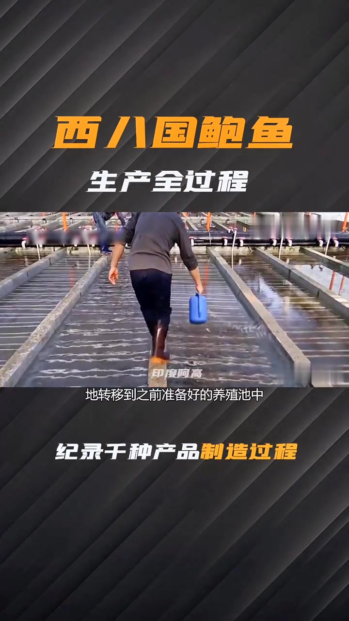 食品工厂第32期，西八的鲍鱼养殖技术竟然这么先进！