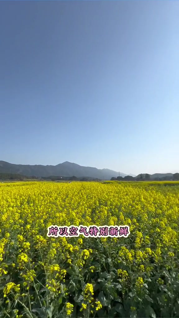 永州周边自驾游踏春好去处，千亩油菜花基地拍照打卡绝绝子！
