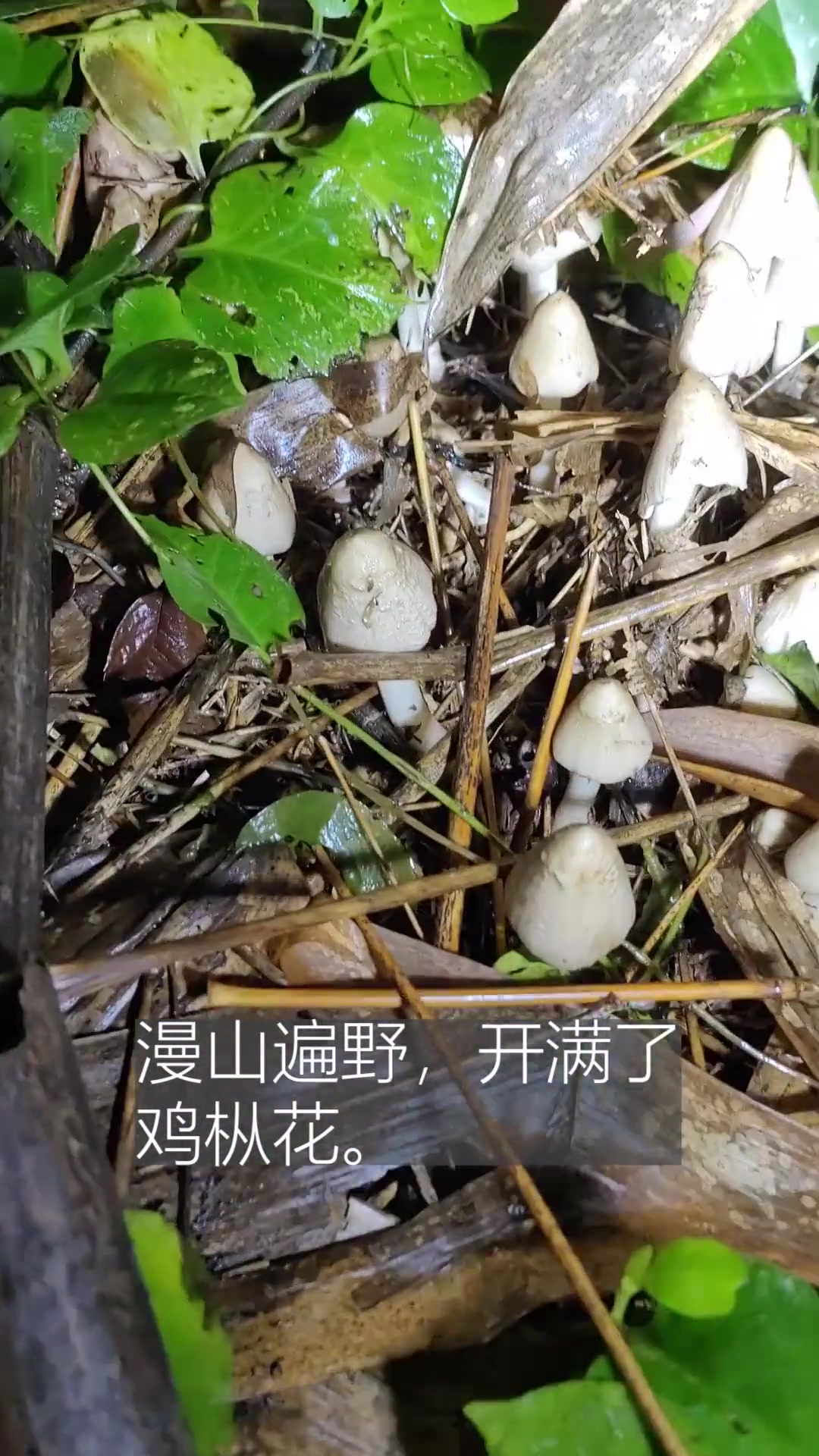 疯狂的鸡枞菌，南方人的一次狂欢！