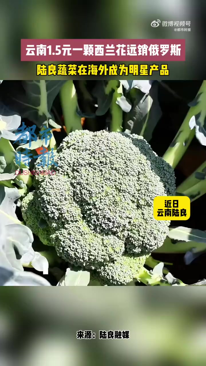 陆良县是云南省第一大高原平坝,优越的自然环境下,种出的蔬菜口感好、品质高深受国内外市场青睐