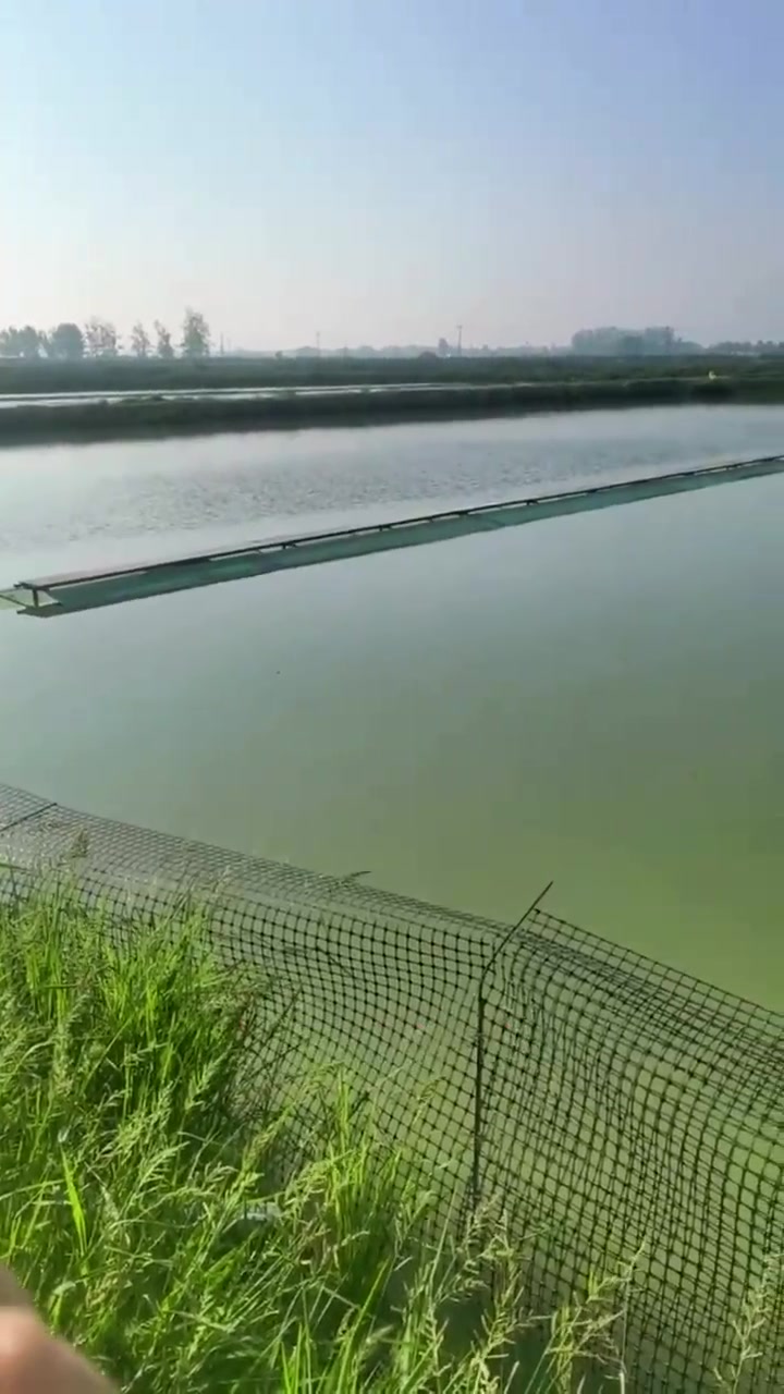 外塘甲鱼养殖技术