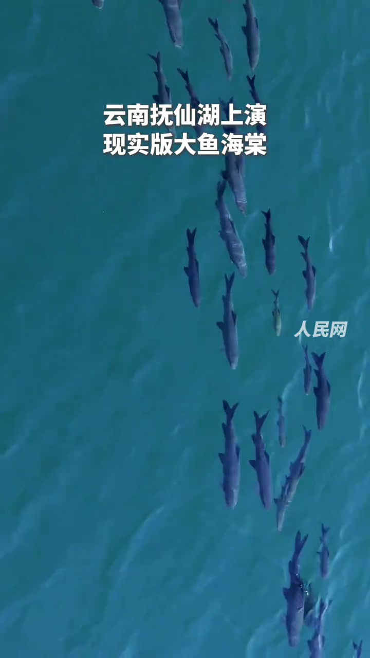 在抚仙湖看到了大鱼海棠!好美的“青鱼阵”,见者好运!