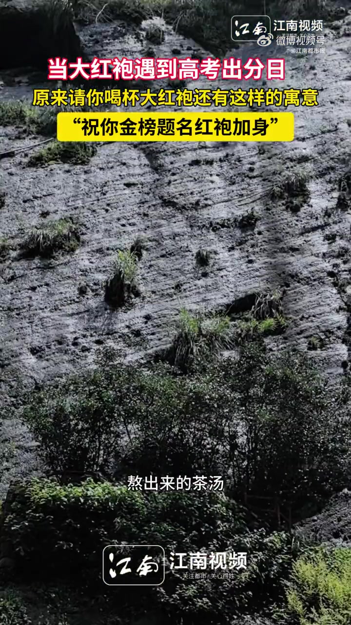 「原来请你喝杯大红袍还有这样的寓意:祝你金榜题名红袍加身」6月25日,福建武夷山。武夷山风