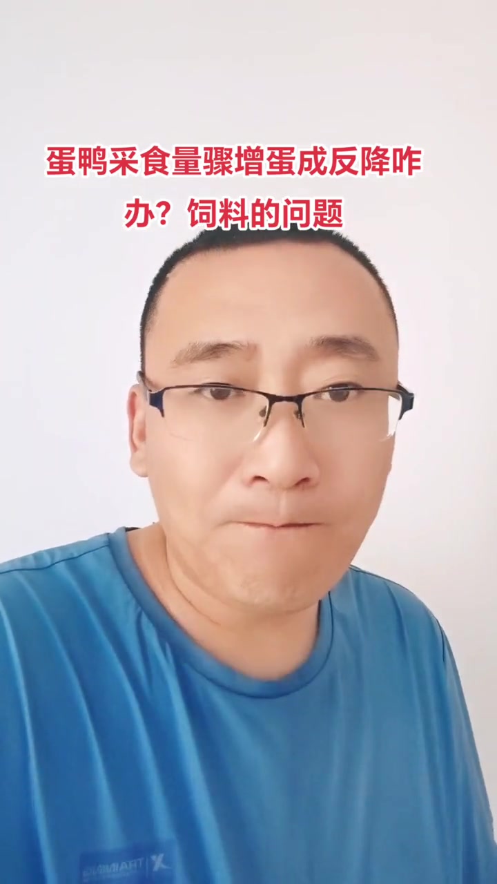 肥硕健康的可爱蛋鸭！