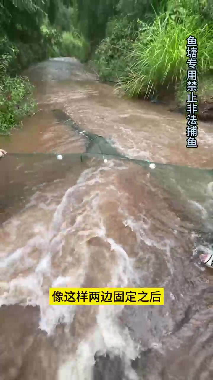 急流里面好多两三斤的大鱼，被雨水冲下来，现在拿一个大拦鱼网来接一下鱼