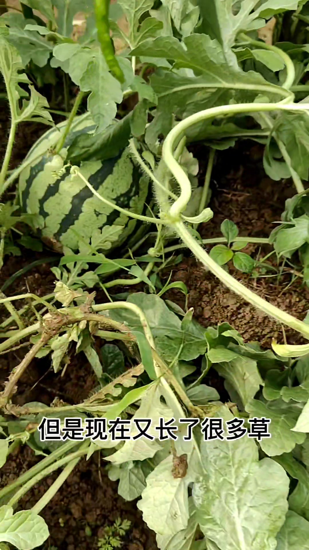 没见过吧!最原生态的农村菜园长这样