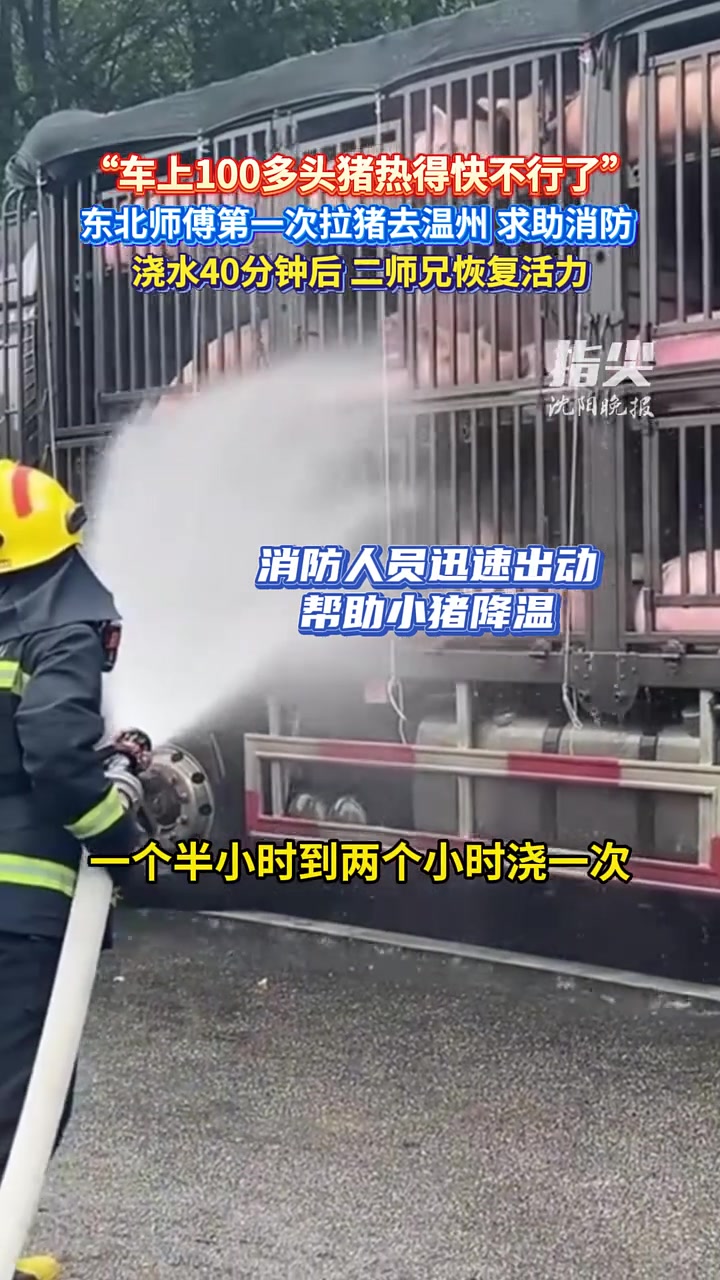 “车上100多头猪热得快不行了” 东北师傅第一次拉猪去温州 求助消防 浇水40分钟后 二师