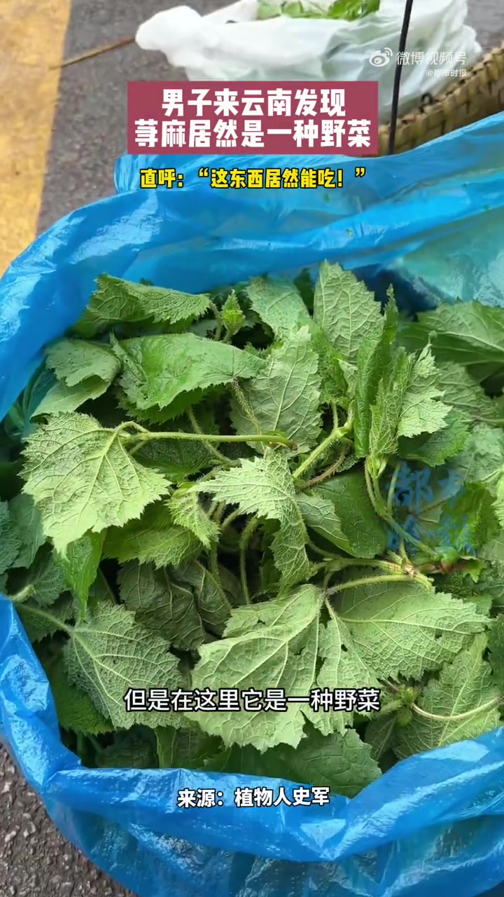 6月24日，云南昆明。外省游客逛云南菜场秒变“行走的问号”：眼前这绿油油的荨麻，不是童年被