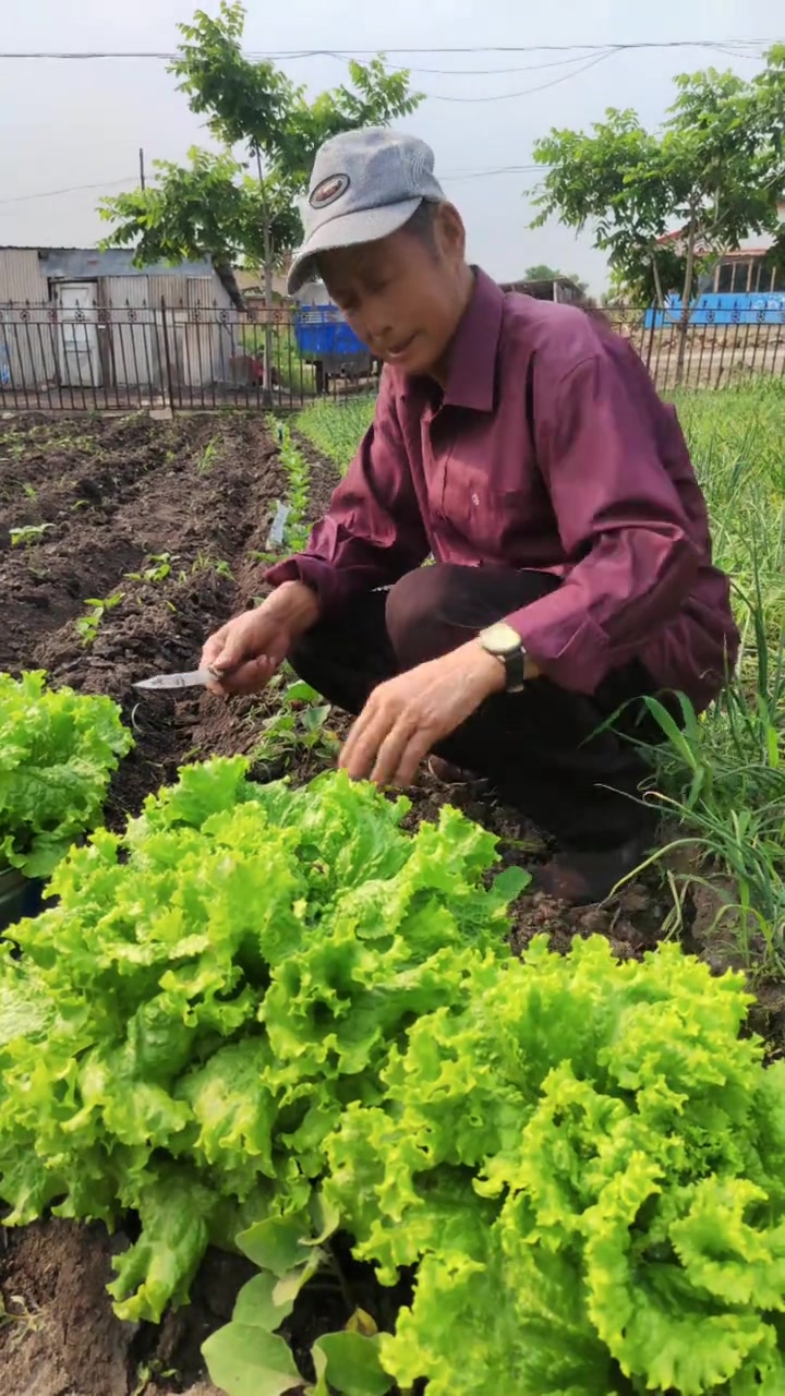 这个生菜籽儿可好了，大速生菜