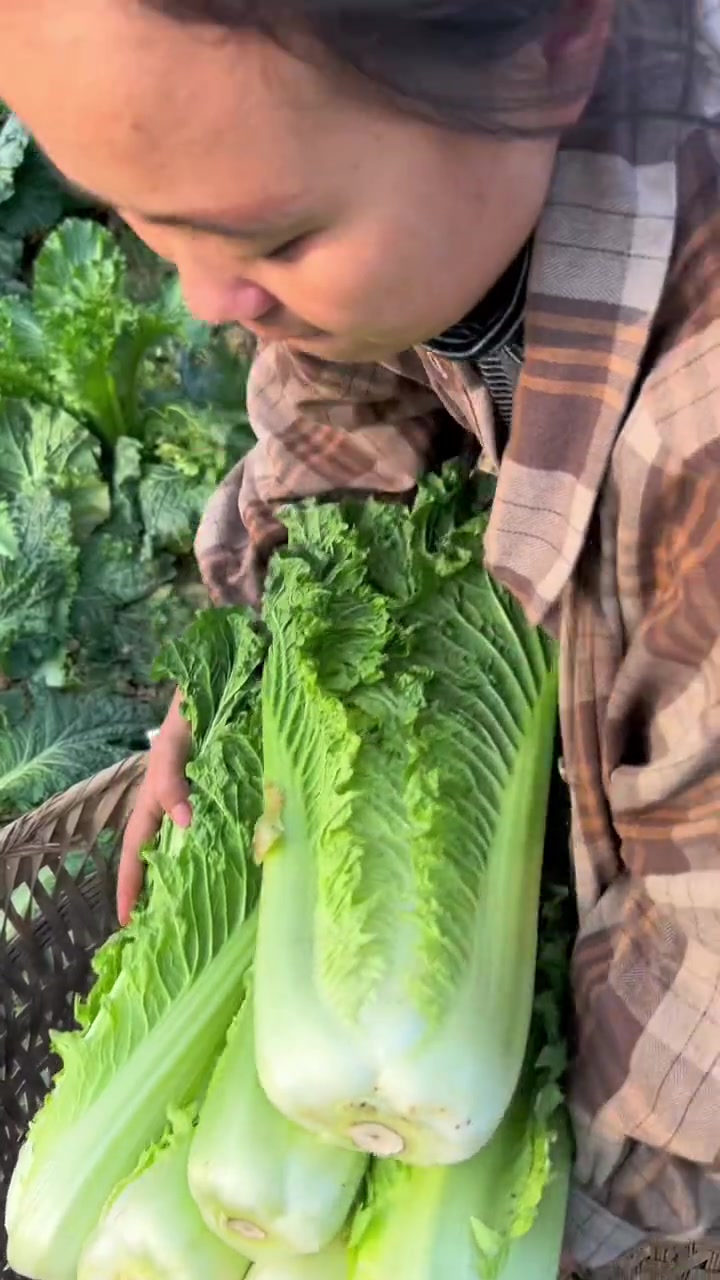 在上帮村里的农户卖掉了五万多斤青口白菜，今年到处都有带口罩也不知道能卖出去多少