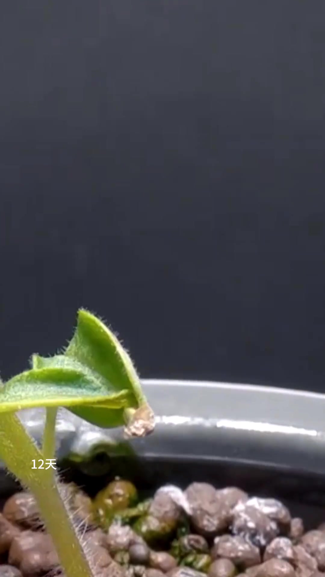 小兜兜的菜园子,植物生长过程,阳台种菜日记