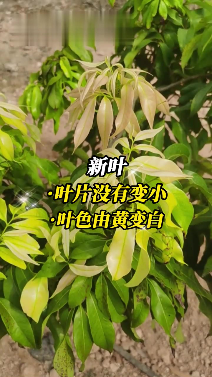 春季果树缺素症多样，缺锌、缺铁、缺硼、缺钙、缺镁，如何辨别？对症下药才能有效缓解症状！你的