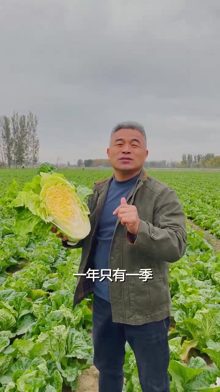 可以生吃的黄金白菜