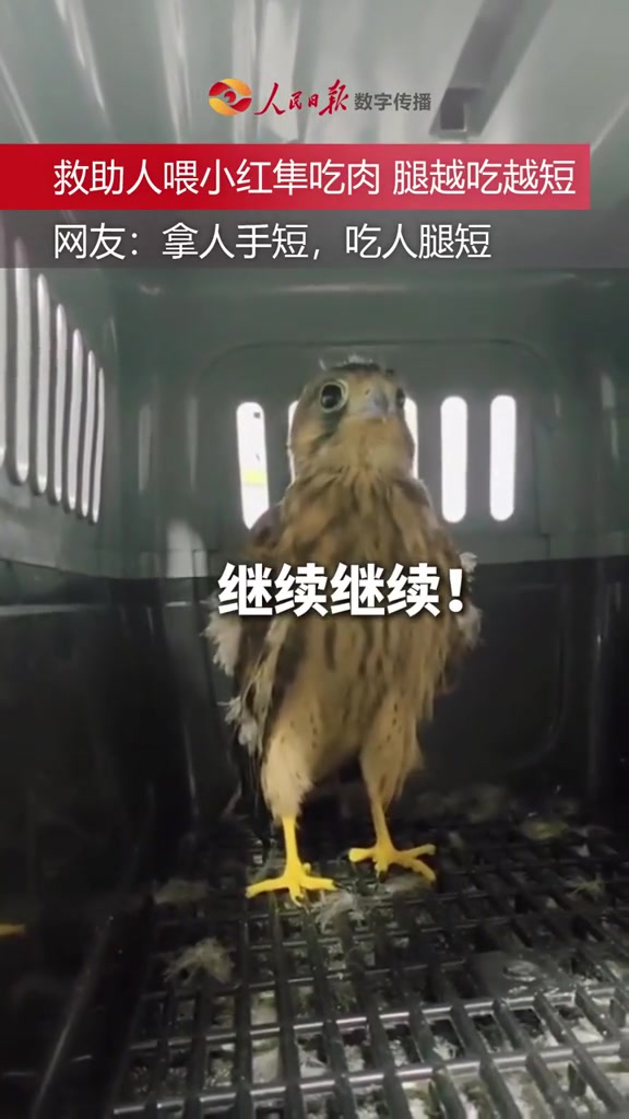 「网友：拿人手短，吃人腿短」6月25日，北京，救助人喂小红隼吃肉，腿越吃越短，距离越来越近
