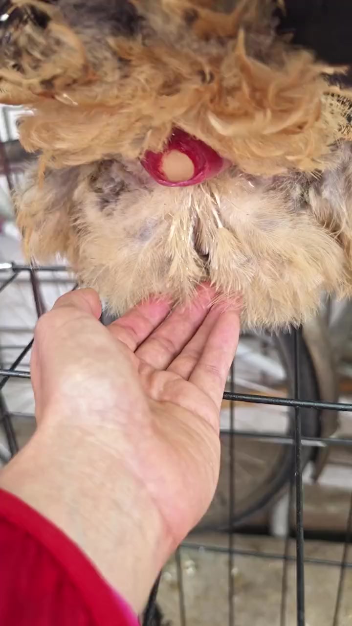 第一次用手接鸡蛋,母鸡下蛋原来是这样的