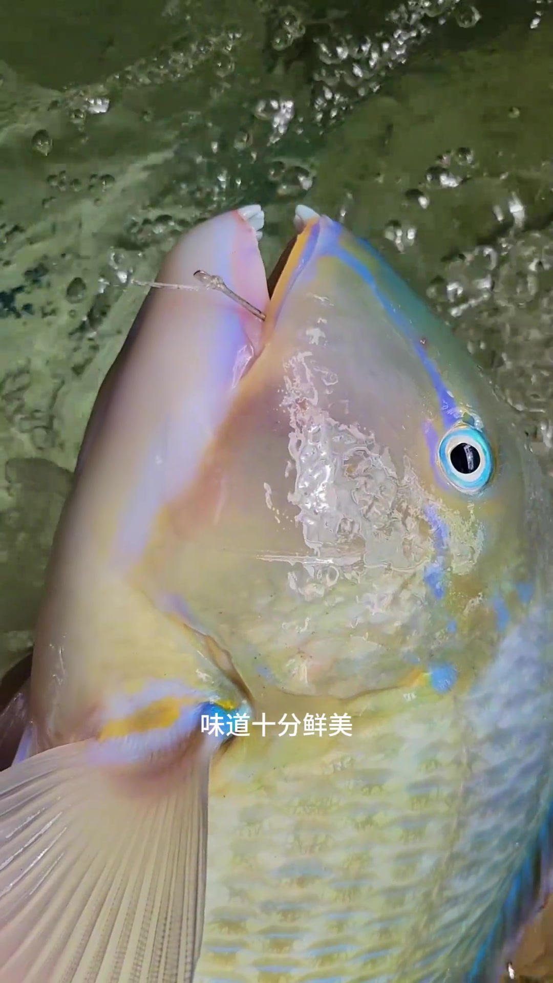 正青衣，学名舒氏猪齿鱼