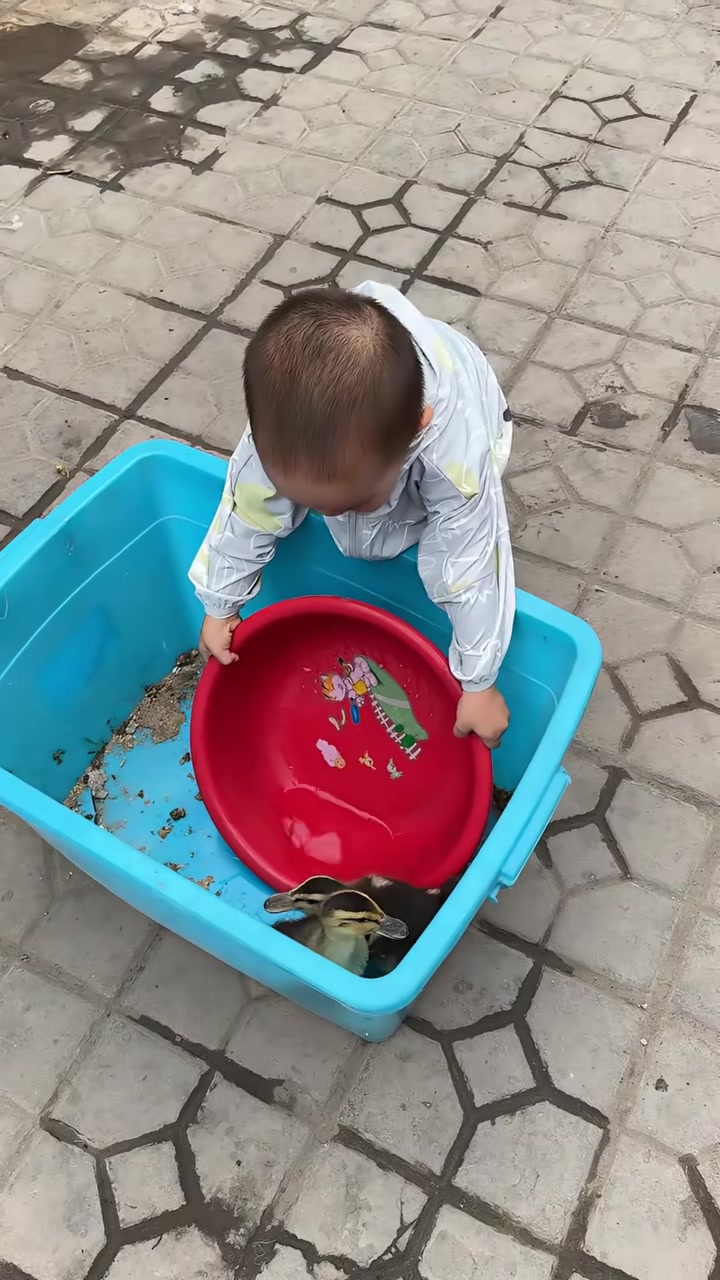 喂小鸭子喝水喽！