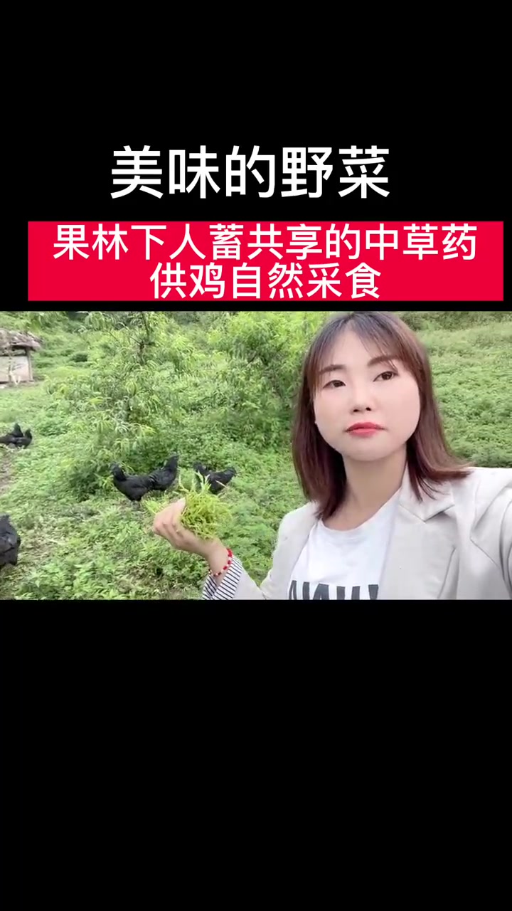 放鸡的同时还能摘到嫩嫩的野菜，小旋花，美味的凉拌菜！
