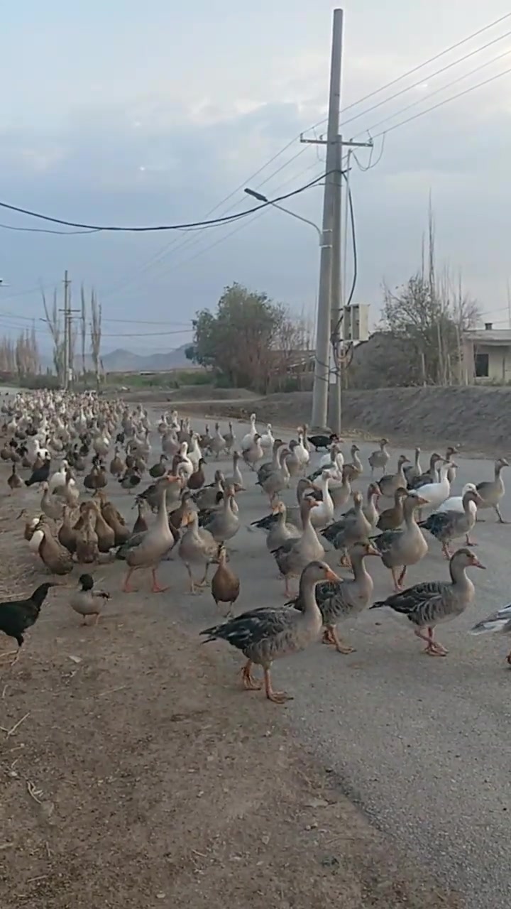 新疆飞鹅，学名叫伊犁鹅，我国唯一的灰雁训化的半个野生品种家鹅