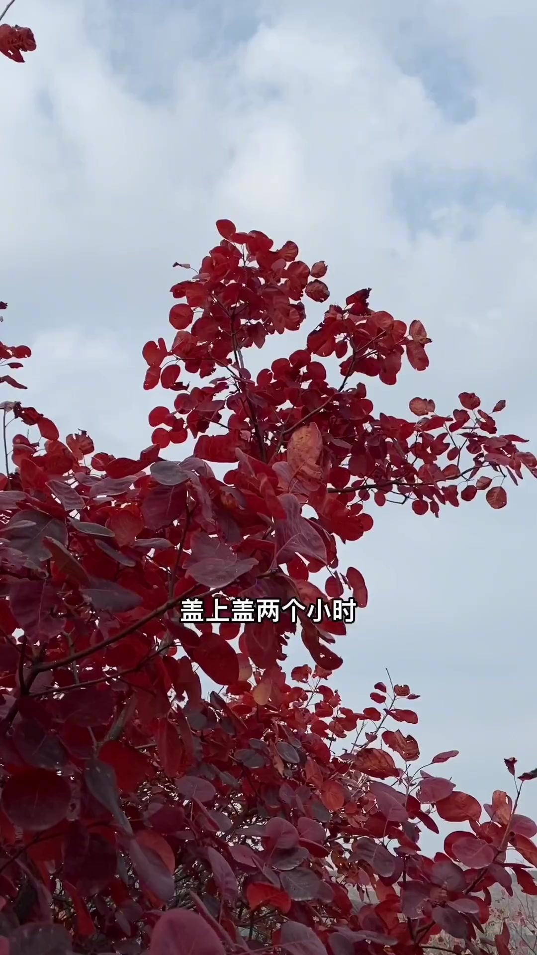 一年四季一日三餐一家四口平平淡淡农家小院生活！