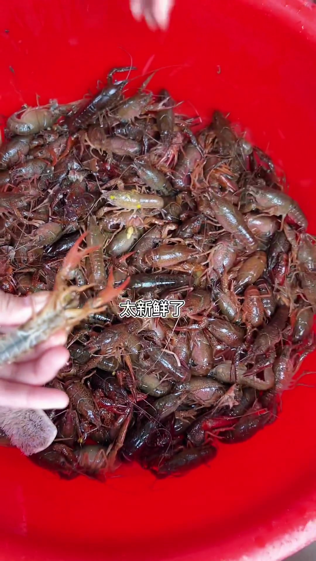 难得的休息,三五好友去大邑县,吃鸡,吃虾去了!嗨皮的一天!
