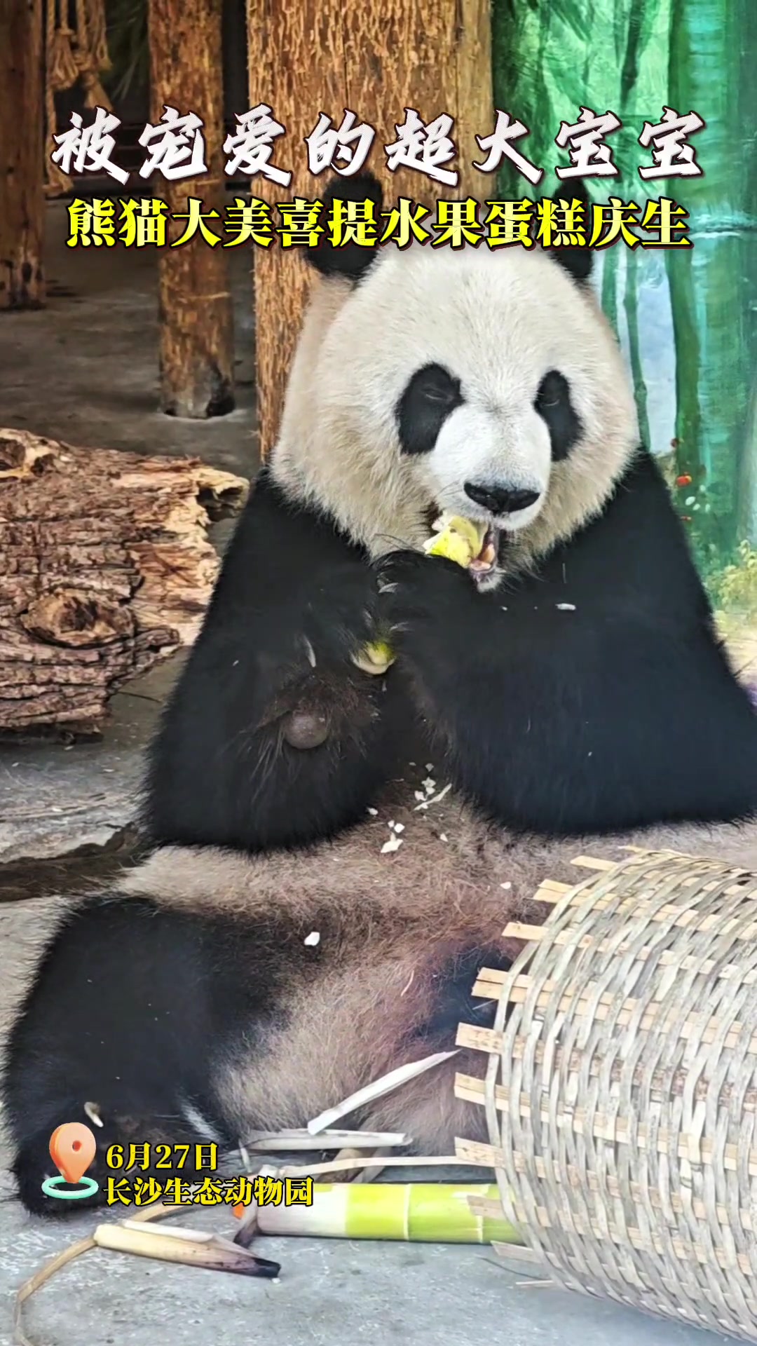 被宠爱的超大宝宝!熊猫大美8岁了,喜提水果“蛋糕”庆生