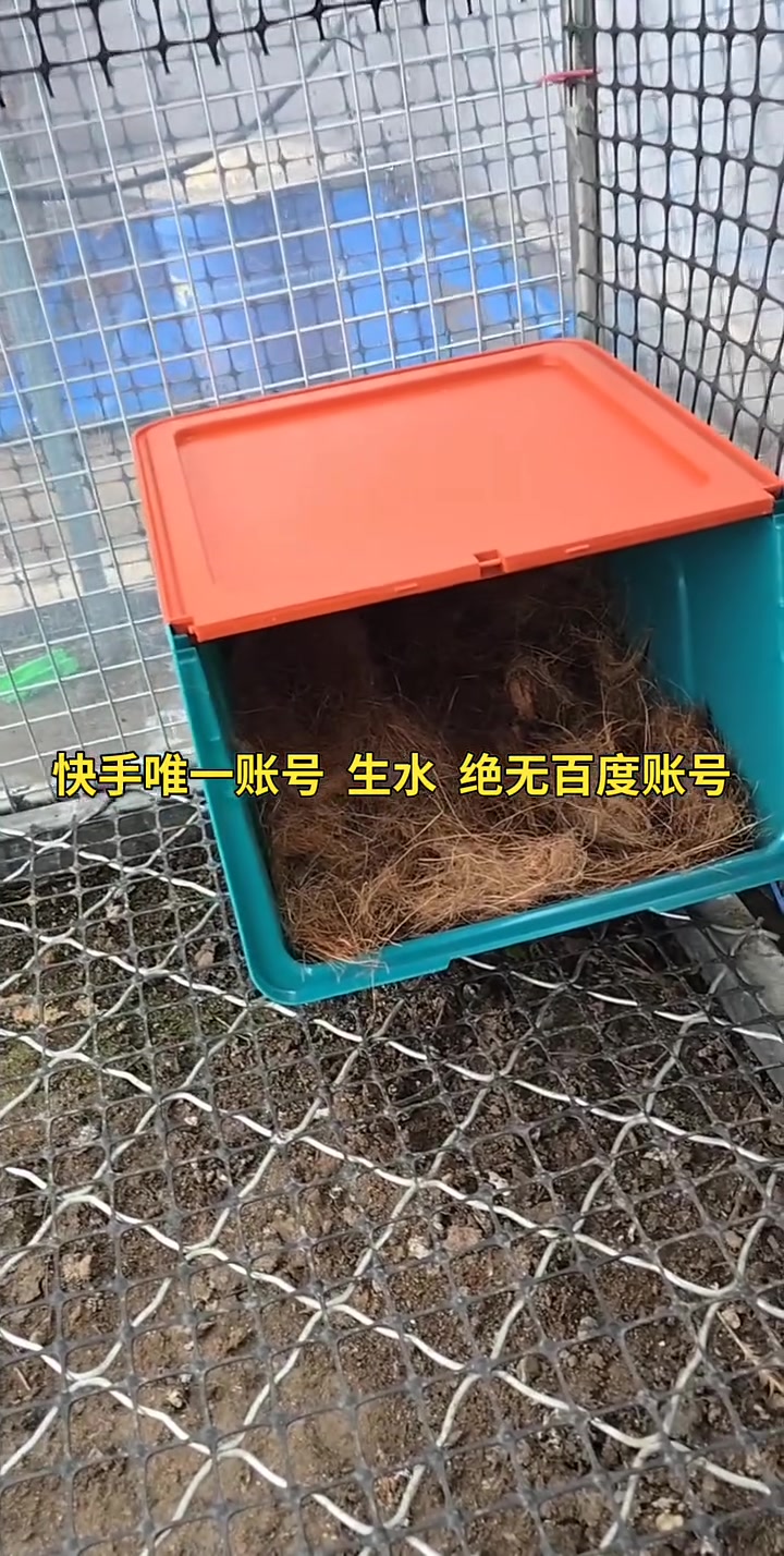 改装下蛋鸡窝