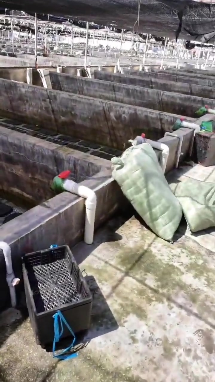 昨天有多享受！今天就得有多卖力，鲍鱼苗