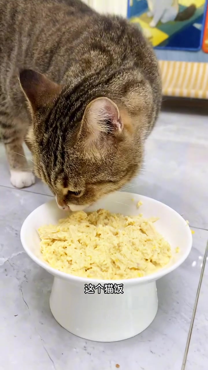 零失败猫饭,简单营养又补水