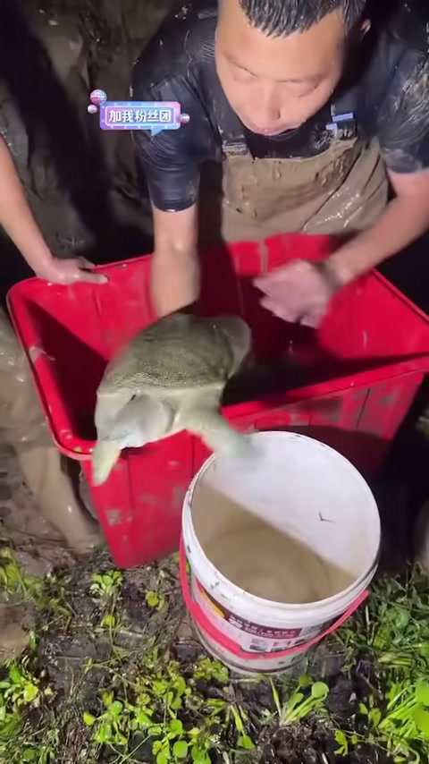 不花钱包下跟塘主分一人一半的甲鱼塘,最后没想到塘主要这么分?,到底里面有什么大货呢? 【在