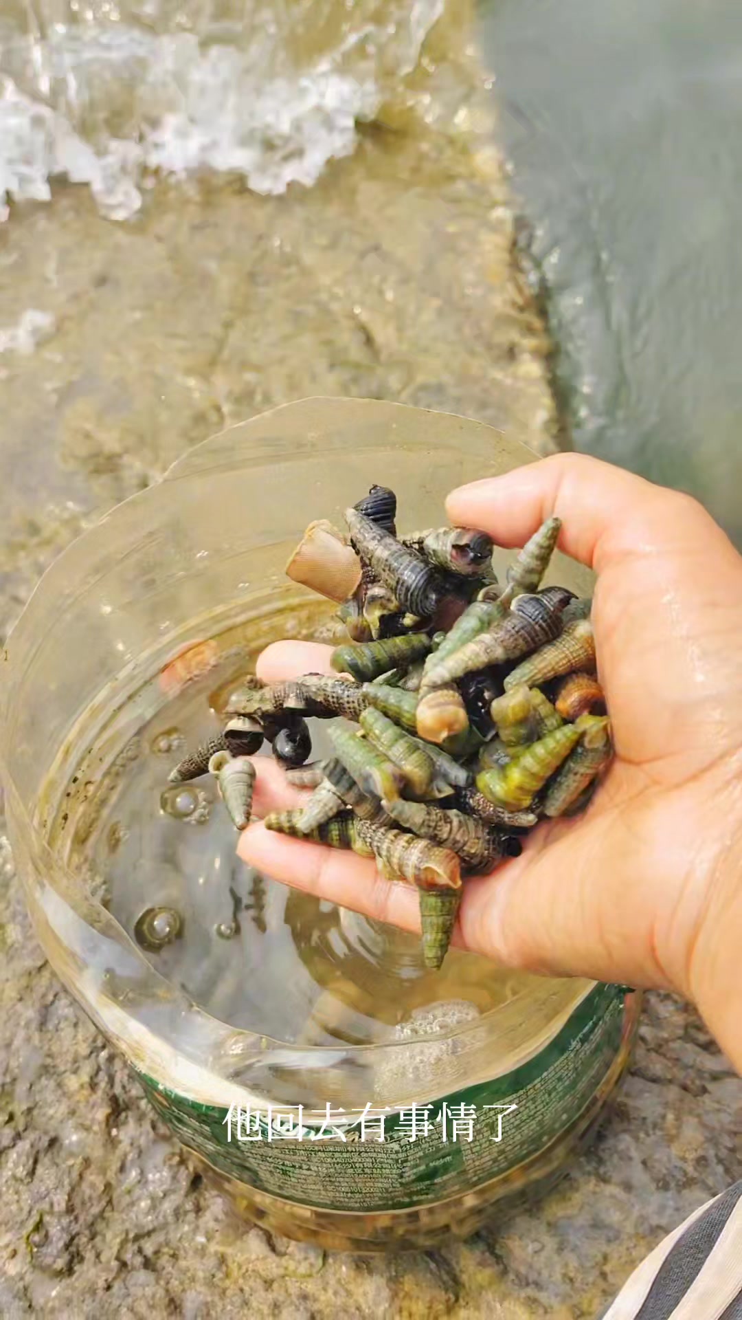 赶海捡虰螺，整个沙滩都是根本捡不完，用火锅底料炒来吃巴适得很