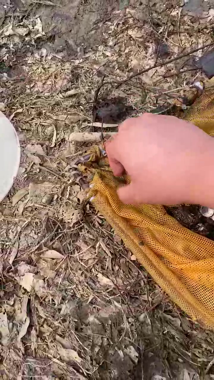 这玩意是为什么养不好呢