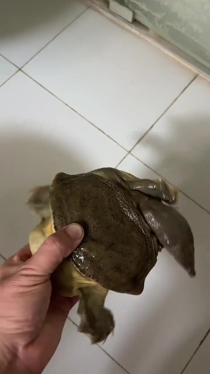 土甲鱼
