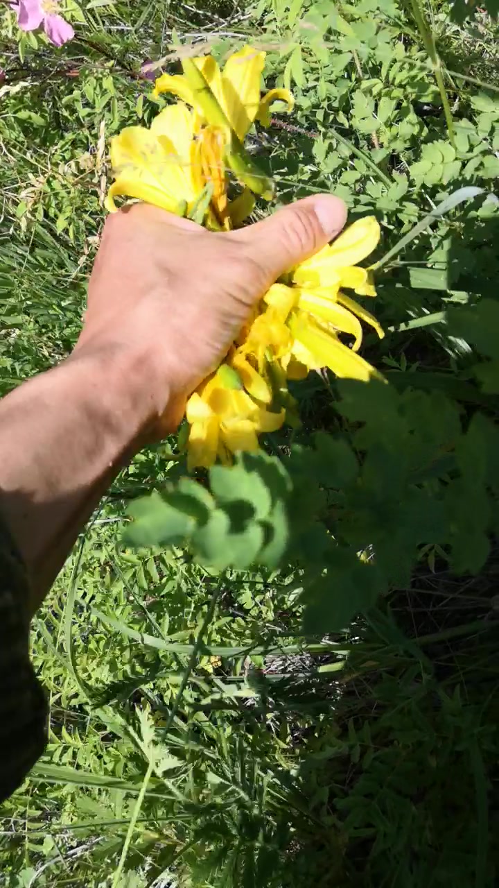 野生黄花菜大丰收了