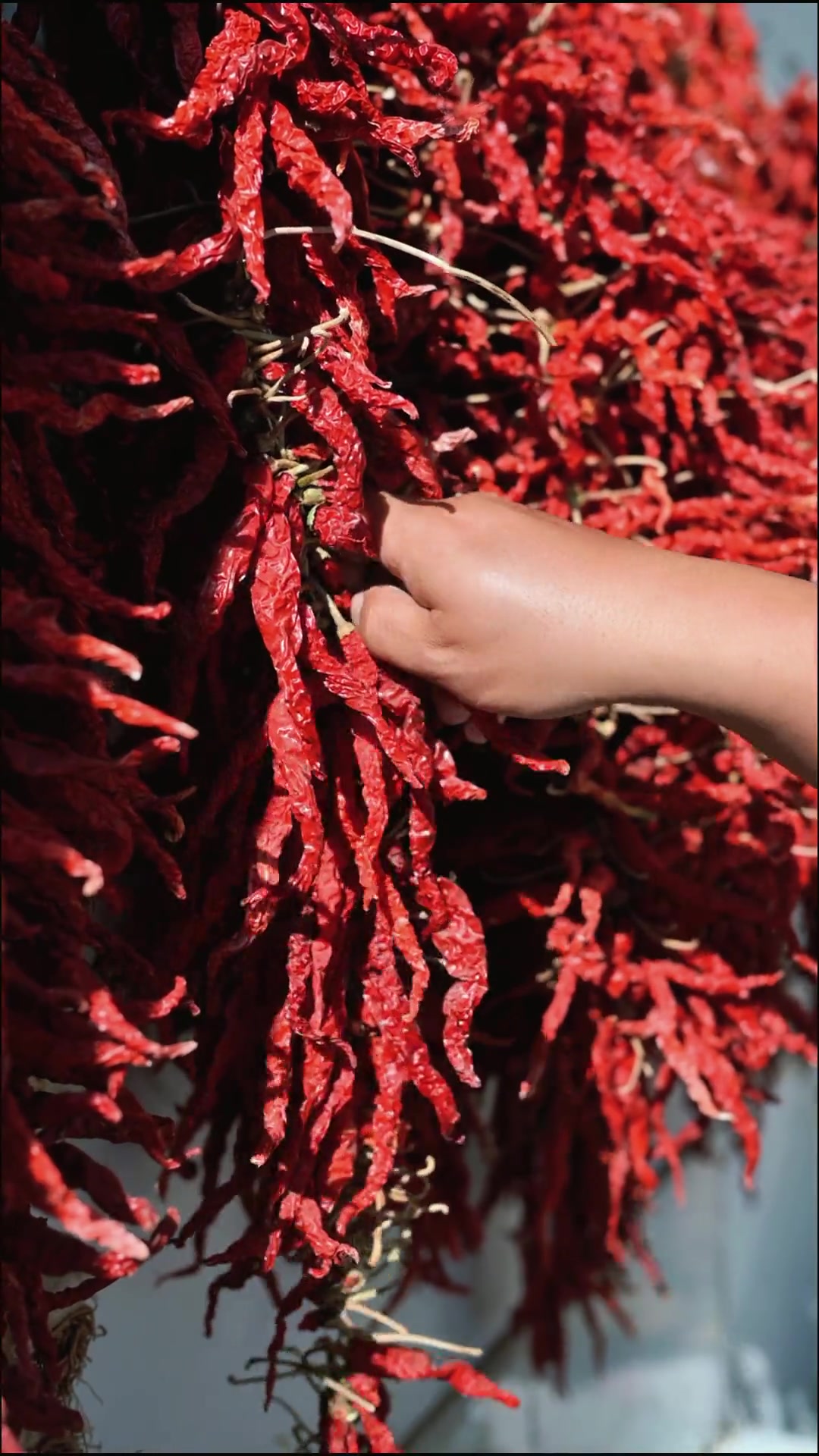 落叶知秋,微风徐来,壮壮想爬一棵苹果树,亲手摘下果实,却没能如愿。碰巧在同学家抓了两只鸽子