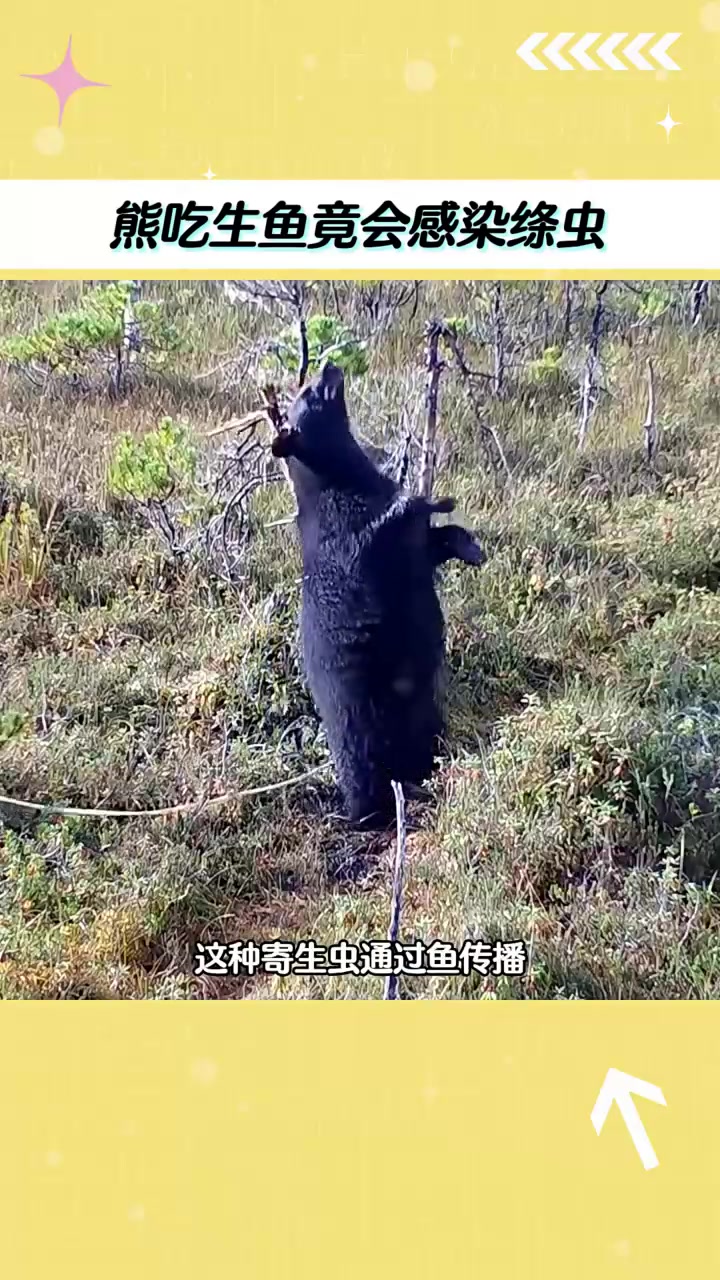 生鱼里的寄生虫有多狠？棕熊被绦虫缠肚子