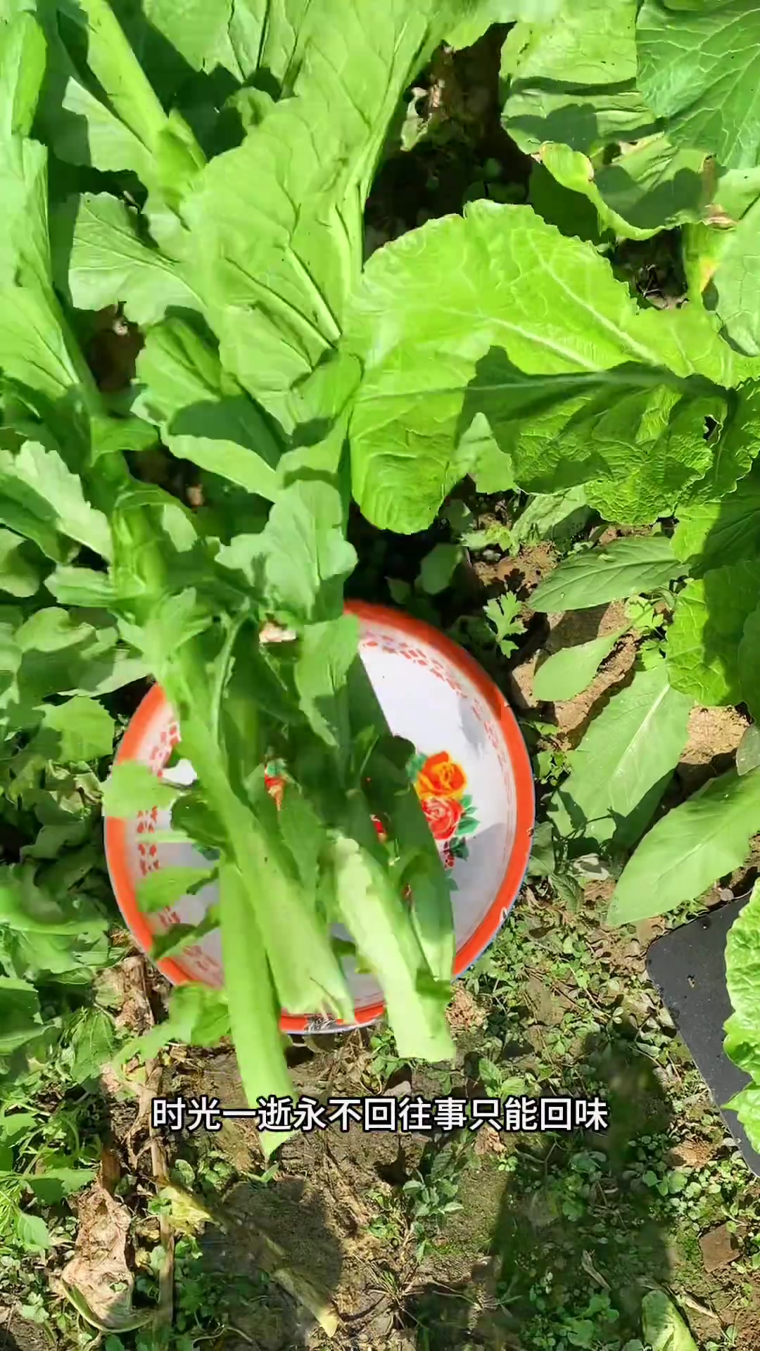 新鲜采摘广宁大芥菜烧猪骨芥菜煲