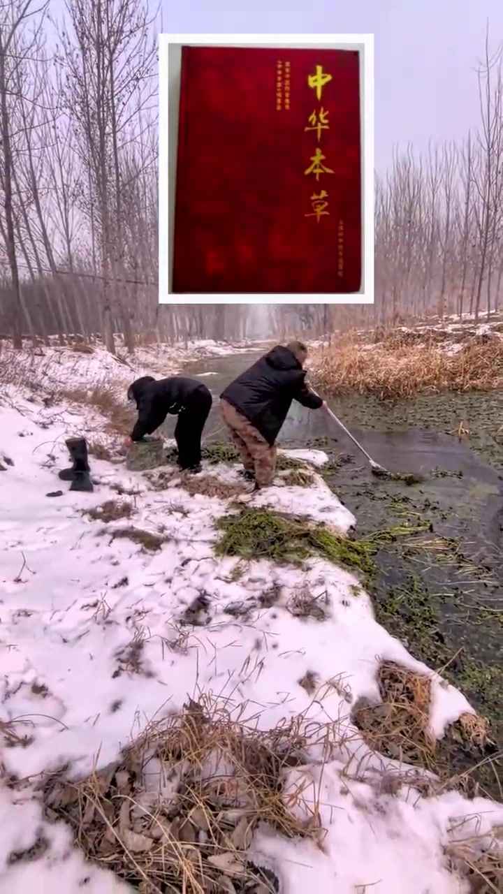 遵化市铁厂村新河中，有一种野生水芹菜，你吃过吗？